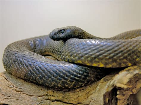 hvilken slange er verdens giftigste natgeono