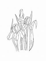 Iris Coloring Pages Flower sketch template