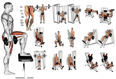 leg workouts  beginners guide health gym guide