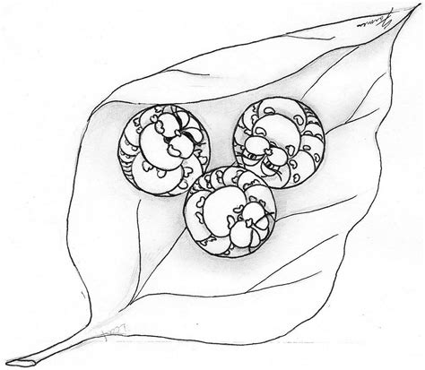 butterfly eggs artwork created   book  butterfly process