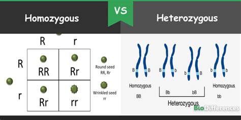 difference  homozygous  heterozygous bio differences