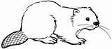 Beaver Coloring Pages Cute Colouring Kids Designlooter 267px 96kb Drawings sketch template