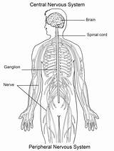 Nervous Nervioso Colorir Nervoso Peripheral Supercoloring Spinal Stampare Unlabeled Lymphatic Identify sketch template
