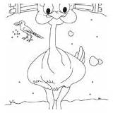 Ostrich Coloring Pages Print Color sketch template