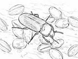 Coloring Beetle Pages Mealworm Beetles sketch template