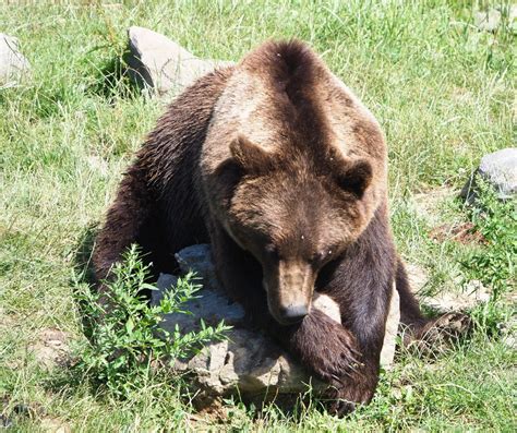 eurasian brown bear ursus arctos arctos    zoochat