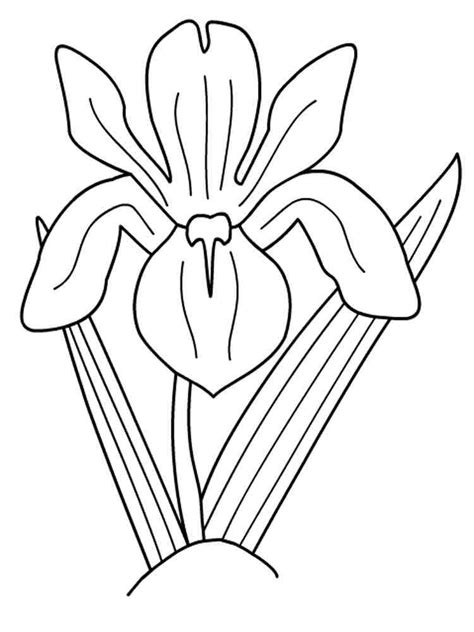 iris flower coloring pages   print iris flower coloring pages