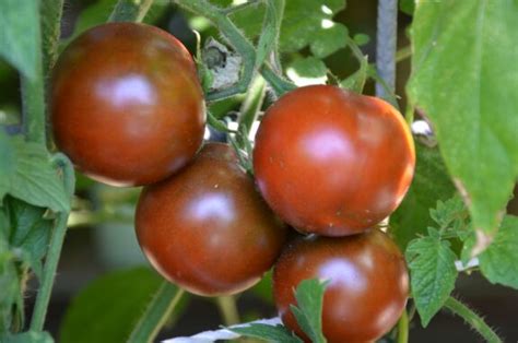 tomate de berao extrem robuste freilandtomate plantura
