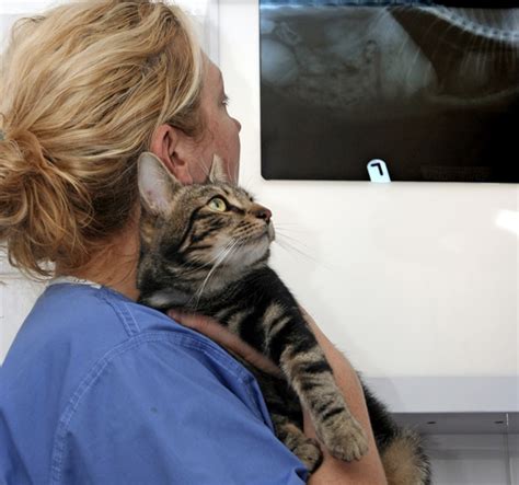 cat   bladder cancer catster