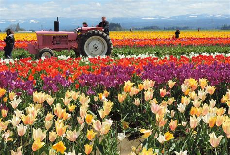 father julians blog tulip farm