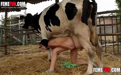 slut milks a cow and sprays the cow s milk on her big tits
