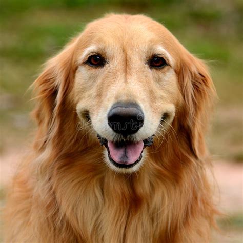 golden retriever dog face stock photo image