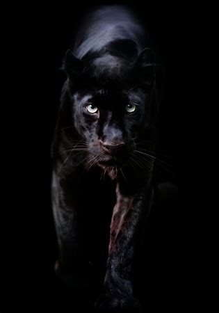 zwarte panter black panther black