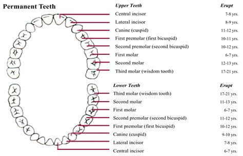 permanent teeth eruption  development  ortho guide