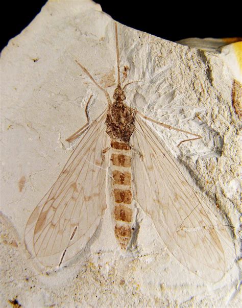 prehistoric pollination scorpionfly mouthparts fit