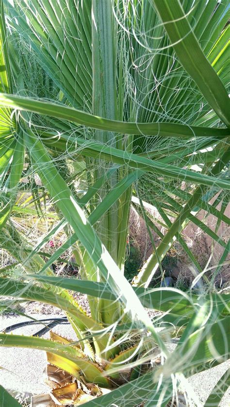 filifera  albuquerque cold hardy palms palmtalk