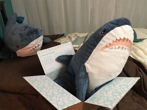 The Cat Did Not Express Interest In The Box So The Sharks Get To Sit