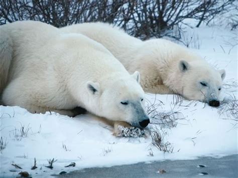 polar bears churchill and tundra experience churchill manitoba canadian sky