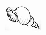 Drawing Seashell Shells Colouring Coloring Pages Shell Sea Clipartmag Outline Template Cute Kids Drawings Templates Clipart Choose Board sketch template
