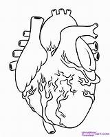 Heart Human Drawing Draw Coloring Pages Anatomical Organ Simple Step Diagram Anatomy Drawings Steps Real Realistic Organs Clipart Kids Color sketch template