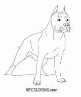 Coloring Pages Pitbull Pit Line Realistic Drawing Bull Getdrawings Bulls Pitbulls Colouring Printable Getcolorings Comments Pag sketch template