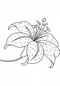 flower coloring pages  personalizable coloring pages