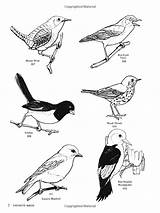 Vireo Clipart Colouring Coloring Illustrations Pages 800px 87kb Bird Choose Board sketch template