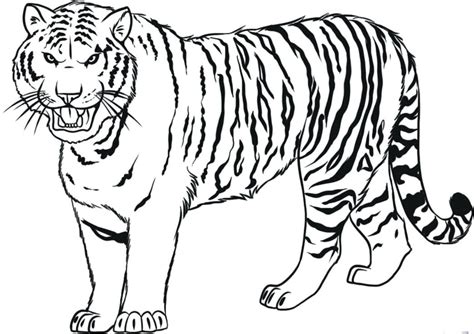 siberian tiger drawing  getdrawings