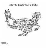 Prairie Chicken Birds Greater Coloring Category sketch template