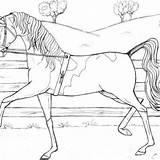 Colorare Cavallo Disegno Cavallino Fattoria Didattica sketch template