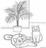 Cat Birman Coloring Pages Printable Print Supercoloring Cats Book sketch template