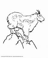 Mountain Goat Coloring Pages Wild Animal Kids Animals Colouring Honkingdonkey Goats Activity Mountains Printables Drawing Sheet Species Popular Print Sheets sketch template