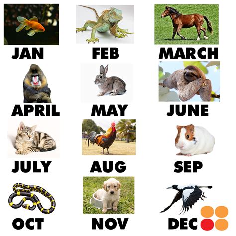birth month   animal   month animals birth month appliance rental