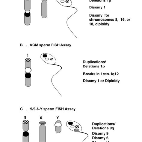 Behaviour Of Theraphosid Sex Chromosome Pairs Scps At Spermatogonial