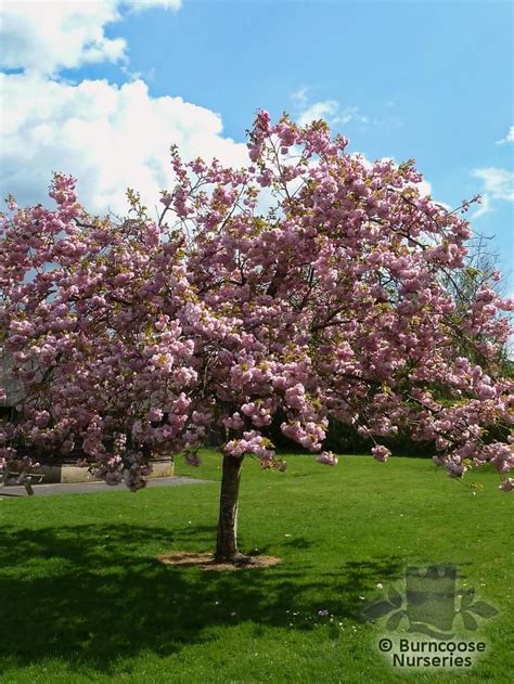 Prunus Pink Perfection From Burncoose Nurseries Flowering Cherries