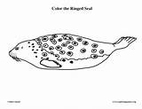 Seal Ringed Coloring sketch template