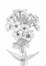 Kwiaty Myrtle Rysunki Rysunek Werbena Malowanie Jedwabiu sketch template