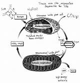 Mitochondria Chloroplast Sketch Template sketch template
