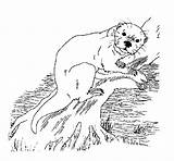 Otter Loutre Kolorowanki Wydra Dzieci Coloriages Animaux Coloringbay Wydruku Kb sketch template