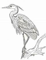 Heron Blue Bird Coloring Great Sketch Drawings Pages Herons Outline Drawing Birds Stencil Tattoo Clipart Watercolor Search Sketches Animal Colouring sketch template