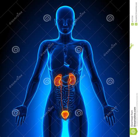 urinary system female organs human anatomy stock illustration