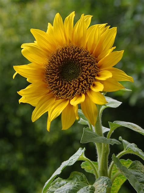 sunflower simple english wikipedia   encyclopedia
