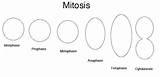 Mitosis Worksheeto sketch template