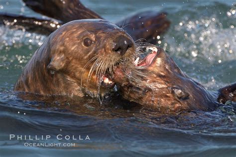sea otters mating enhydra lutris elkhorn slough national estuarine