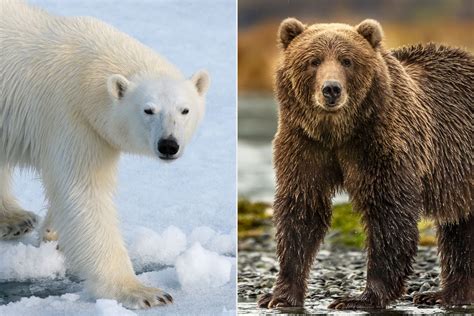 climate change  lead  increase  polar bear  grizzly bear