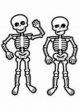 Skeleton Coloring Pages Skeletons Human Face Kids Drawing Print Halloween Skulls Easy Color Skeletal System Skull Body Para Printable Colouring sketch template