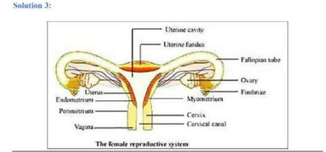 Question 3 Draw A Labelled Diagram Of Female Reproductive System