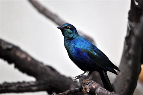 lesser blue eared glossy starling az birds