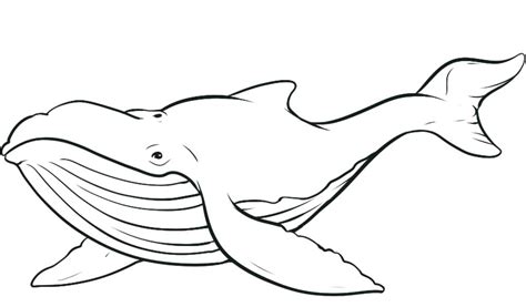 whale shark drawing  getdrawings