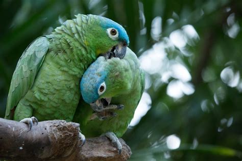 amazon parrot learn  nature